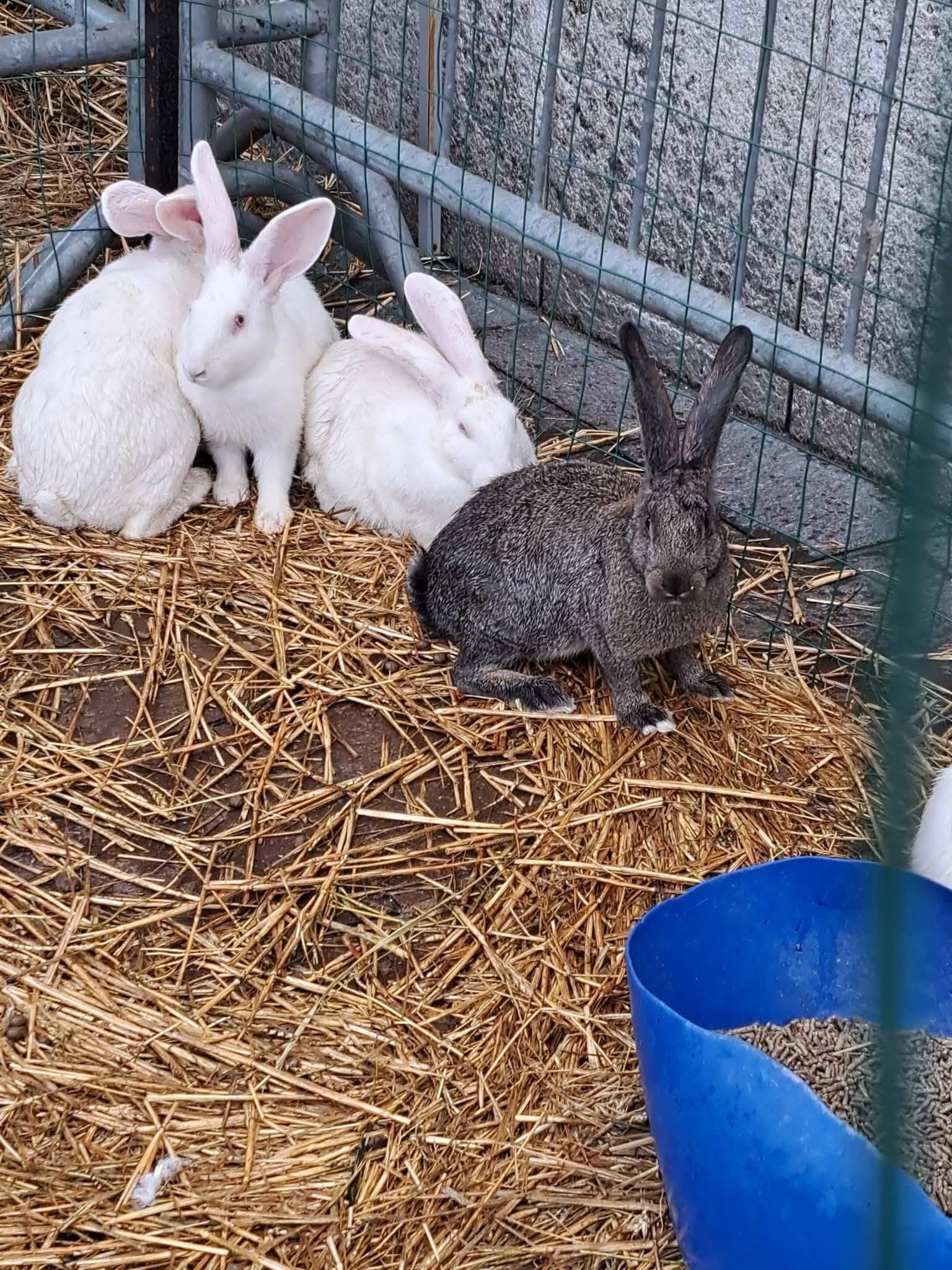 Festa padronale di San Vittore a Rho - Animali sfruttati per tradizione anacronistica
